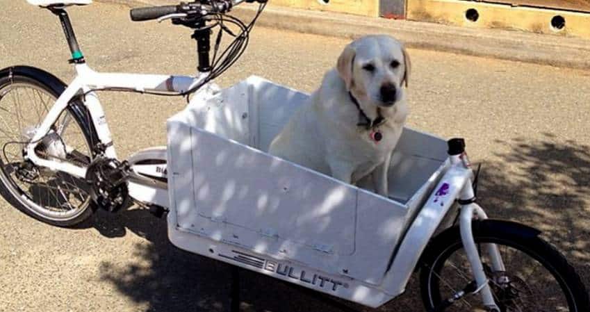 Cargofiets voor honden